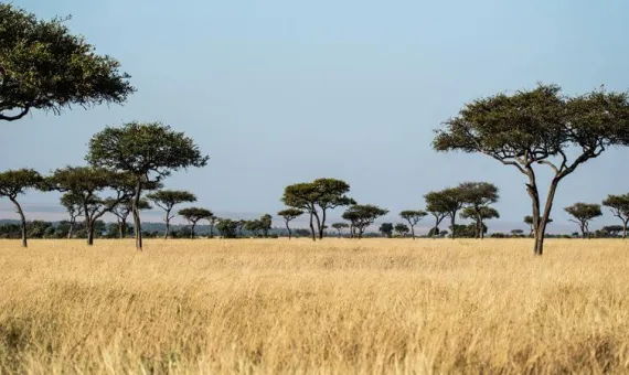 Safari u Africi