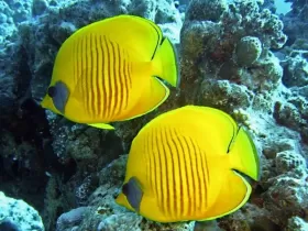 Ronjenje u Crvenom moru, žute ribice