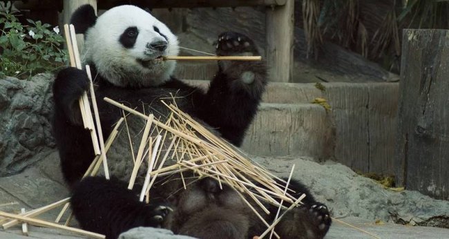 Panda u zoološkom vrtu